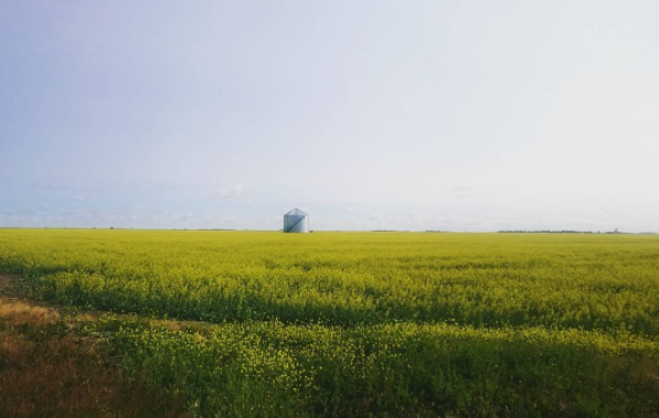 Endless views of rapeseed fields